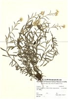 藏品(玉山抱莖籟蕭)的圖片